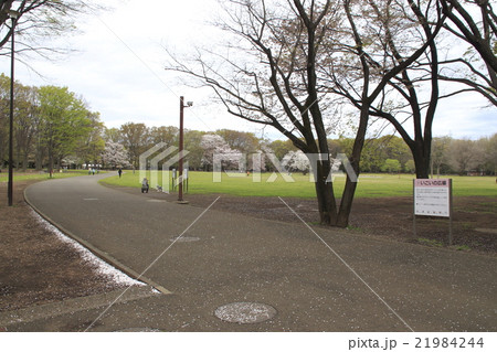 春の小金井公園 21984244
