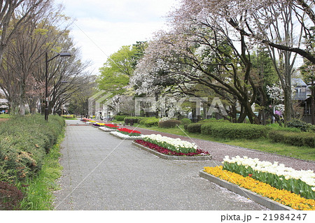 春の小金井公園 春の小金井公園 21984247