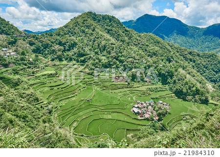 rice paddy terrace fields  Philippines 21984310