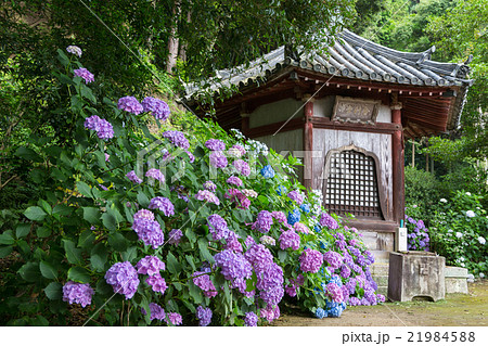 矢田寺 舎利堂とアジサイ 21984588
