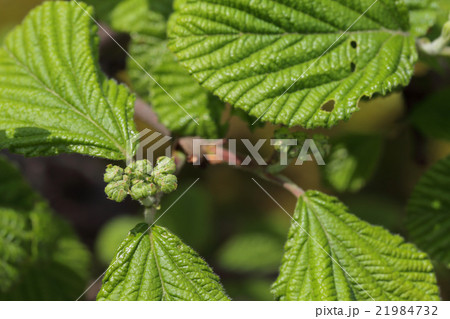 ガマズミの花芽 21984732