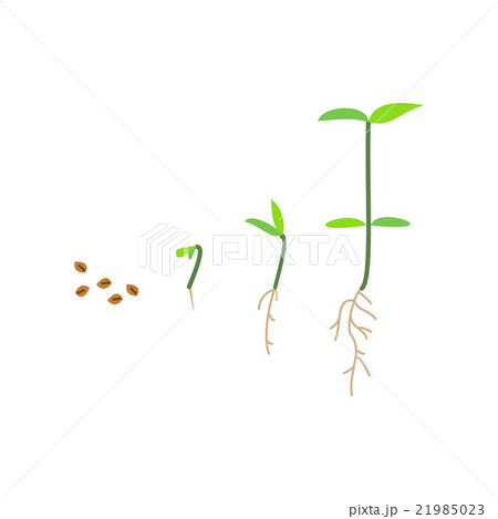 Timeline infographic of planting tree process Timeline infographic of planting tree process 21985023