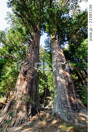 諏訪神社の翁杉・媼杉　天然記念物 21985196