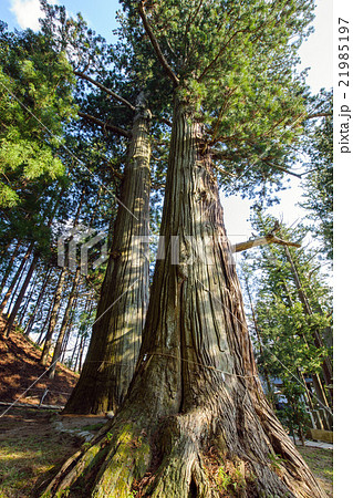 諏訪神社の翁杉・媼杉 天然記念物 諏訪神社の翁杉・媼杉 天然記念物 21985197