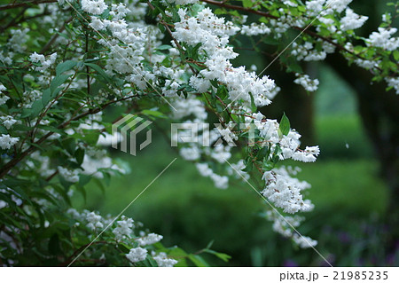 白花八重空木シロバナヤエウツギ 花言葉は 古風 の写真素材