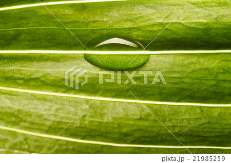 water drop on fresh leaf water drop on fresh leaf 21985259