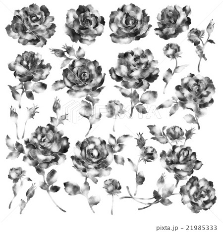 薔薇イラストレーション素材 21985333