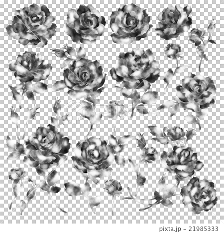 薔薇イラストレーション素材 21985333