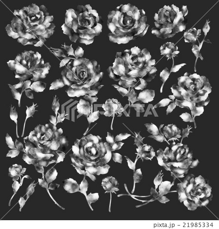 薔薇イラストレーション素材 21985334