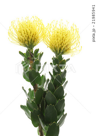 黄色のピンクッションの花の写真素材