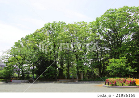 将軍池公園 21986169