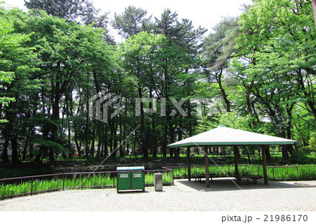 塚山公園の野鳥の森 塚山公園の野鳥の森 21986170