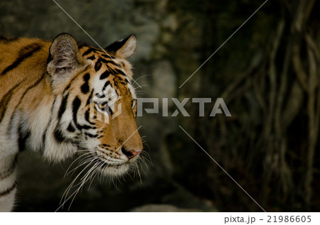 indochinese tiger 21986605