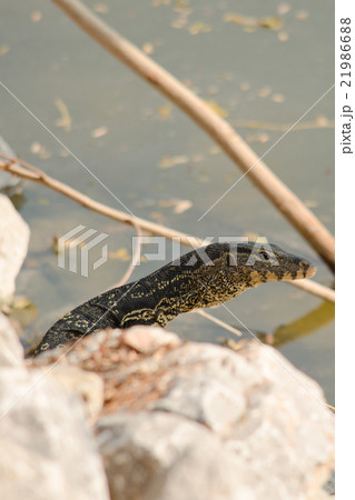 water monitor water monitor 21986688