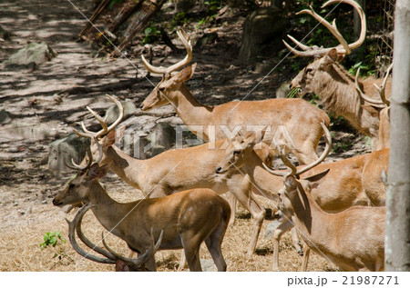 eld's deer 21987271