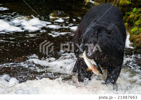 black bear eating a salmon in Alaska black bear eating a salmon in Alaska 21987663