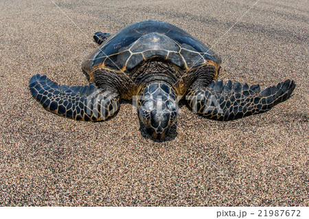 Green Turtle on sandy beach in Hawaii 21987672