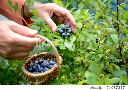 ブルーベリー 21987817
