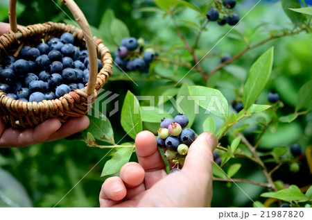 ブルーベリー 21987820