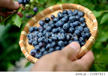 ブルーベリー 21987821
