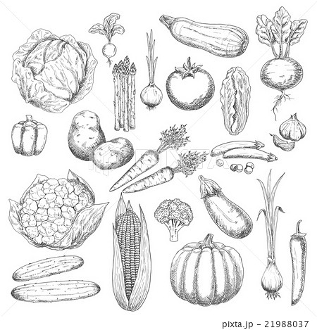 Autumn harvest sketch symbol with fresh vegetables 21988037