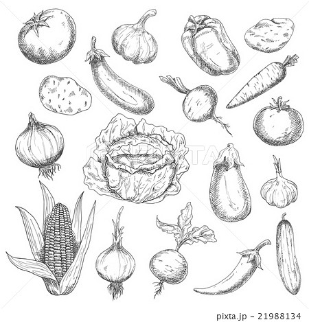 Healthy food sketch design with fresh vegetables 21988134