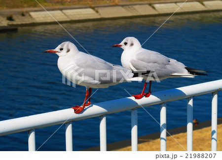 青空とウミネコ 青空とウミネコ 21988207