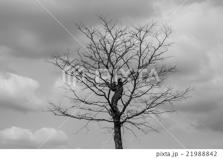 dry tree in nature dry tree in nature 21988842