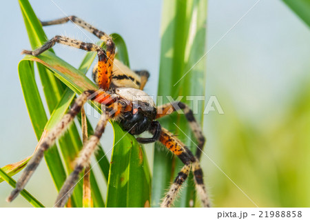 Spider on green leaf 21988858