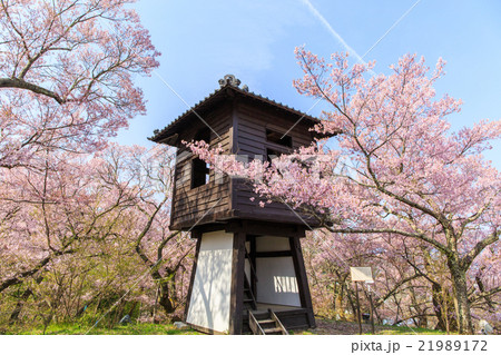 高遠城址公園 21989172