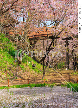 高遠城址公園 21989198