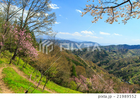 陸郷のヤマザクラ 陸郷のヤマザクラ 21989552