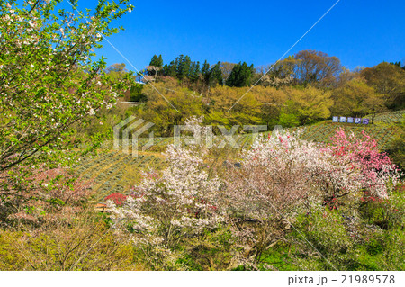 陸郷のヤマザクラ 21989578