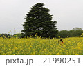 菜の花 21990251