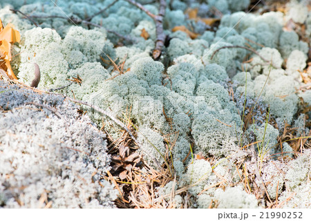 Macro shot of white reindeer moss 21990252