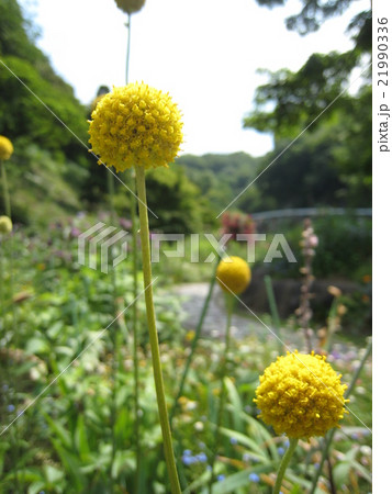 ふと咲くグラスペディアの写真素材