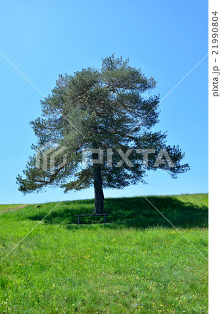 Secluded tree 21990804