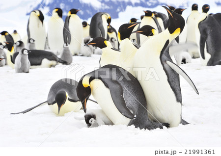 Emperor Penguins with chick Emperor Penguins with chick 21991361