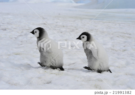 Emperor Penguins chicks Emperor Penguins chicks 21991382