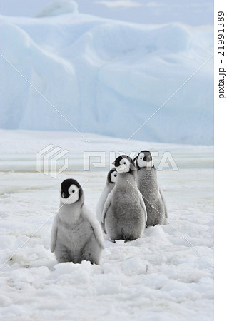 Emperor Penguins  chicks 21991389