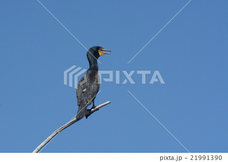 Double crested cormorant watching from dead tree  21991390