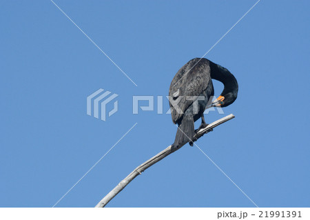 Double crested cormorant preening feathers 21991391