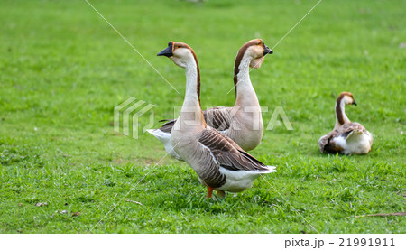 Chinese Goose on a Hobby farm in Ontario, Canada. Chinese Goose on a Hobby farm in Ontario, Canada. 21991911