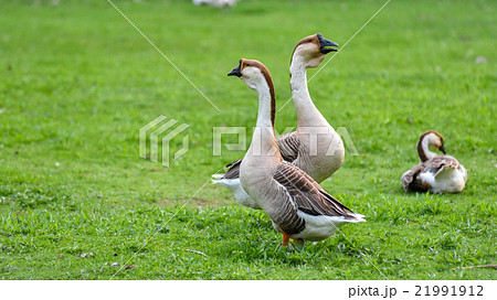 Chinese Goose on a Hobby farm in Ontario, Canada. Chinese Goose on a Hobby farm in Ontario, Canada. 21991912