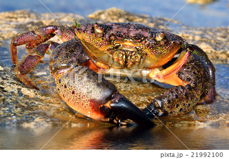 Crab sits on coastal rocks 21992100