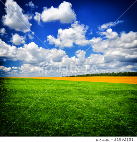 Summer day on the green field Summer day on the green field 21992101