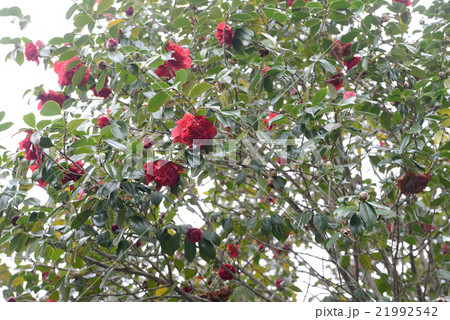 南蛮紅 南蛮紅 21992542