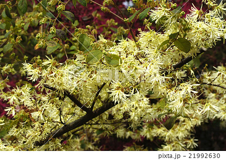 トキワマンサク トキワマンサク 21992630