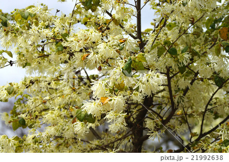 トキワマンサク 21992638