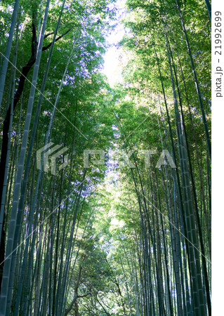 京都の竹林 21992699